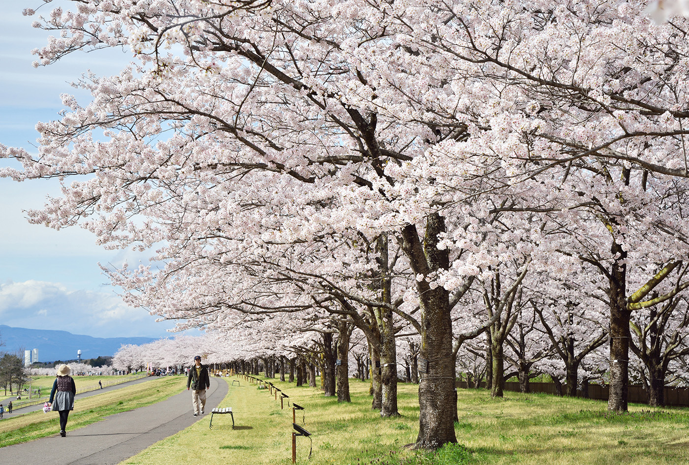 さくら市の桜 栃木県さくら市観光ナビ