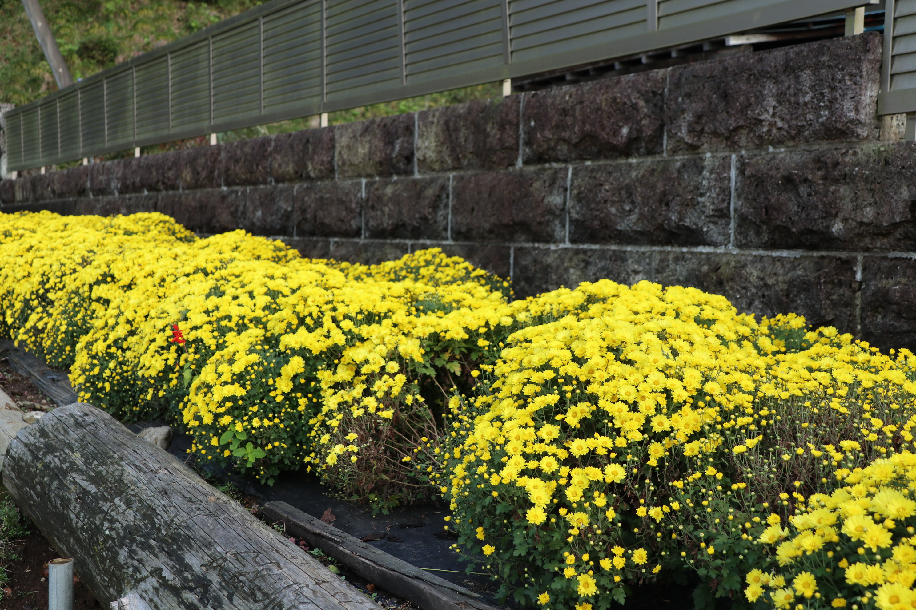 洋菊がきれいに咲いています 栃木県さくら市観光ナビ