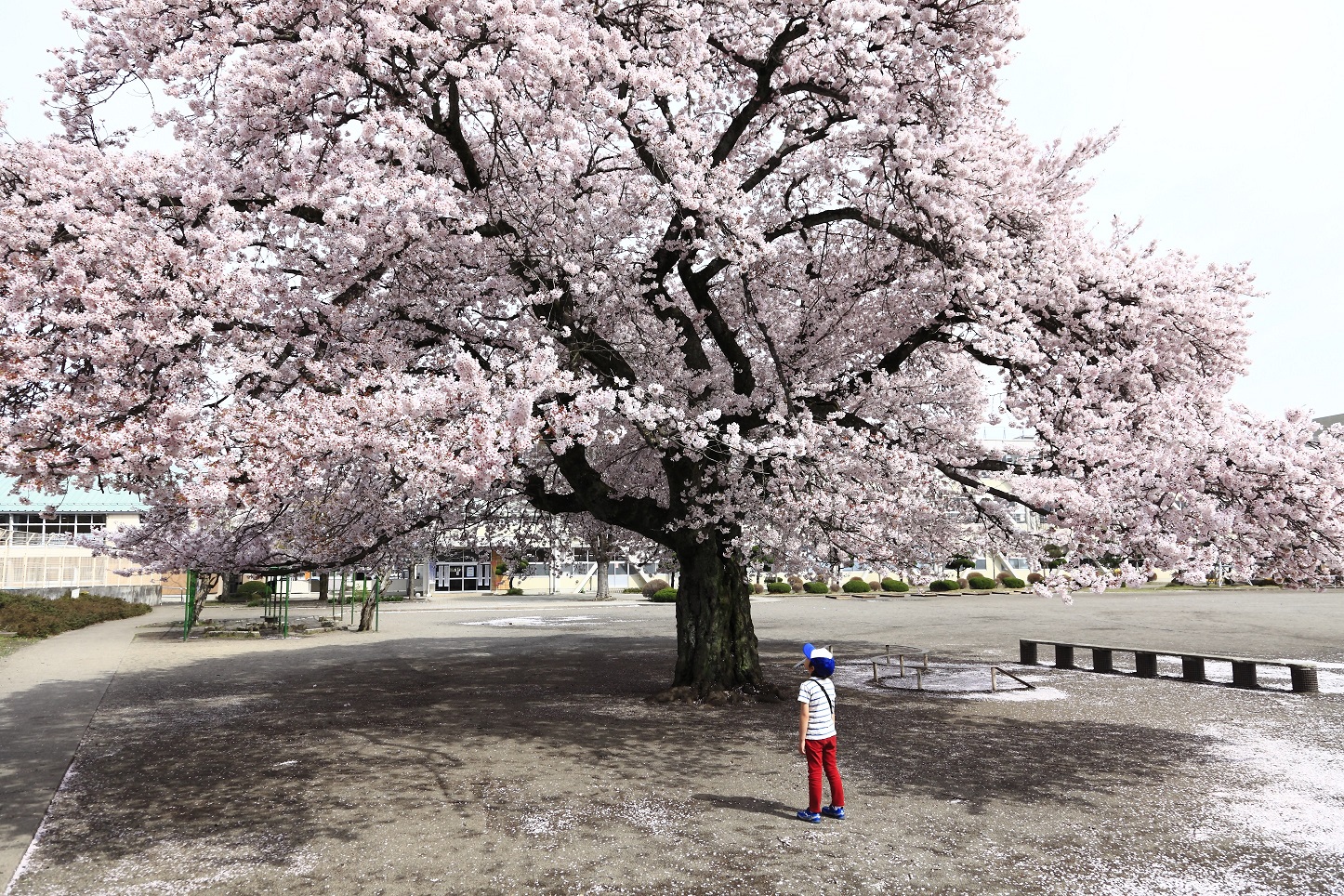 さくら市の桜 栃木県さくら市観光ナビ さくら市の桜 栃木県さくら市観光ナビ