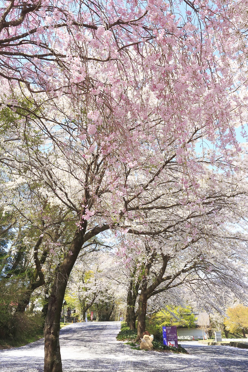 さくら市の桜 – 栃木県さくら市観光ナビ