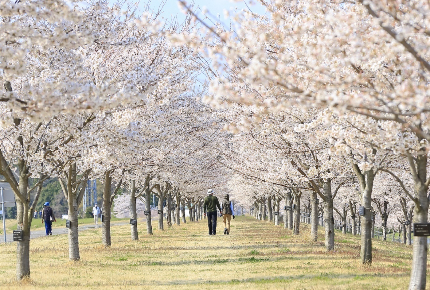 さくら市の桜 – 栃木県さくら市観光ナビ